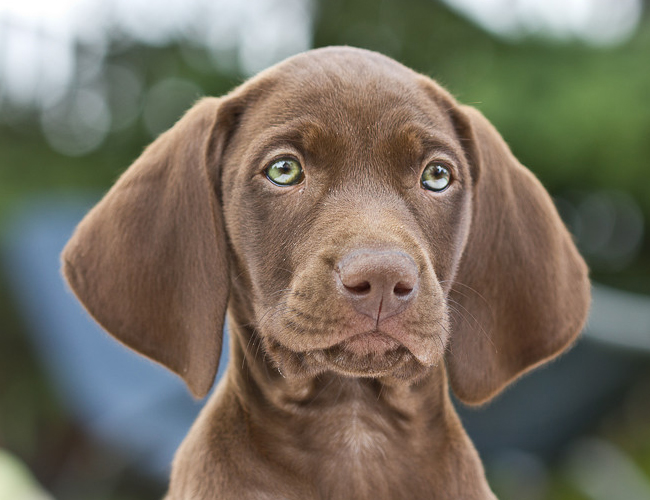 維茲拉犬