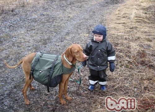 維茲拉犬