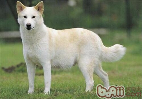 卡南犬