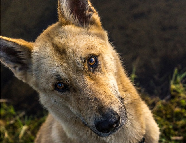 卡南犬