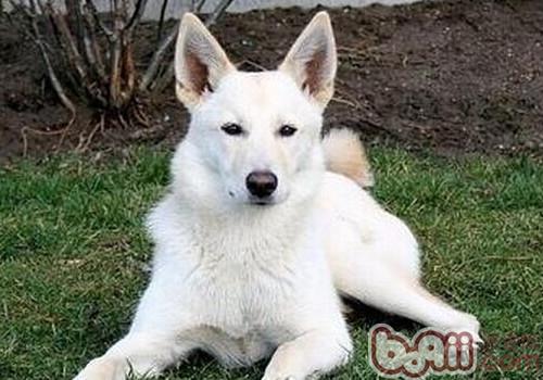 卡南犬