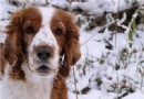 威爾士史賓格犬