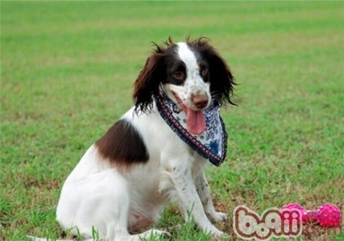 威爾士史賓格犬