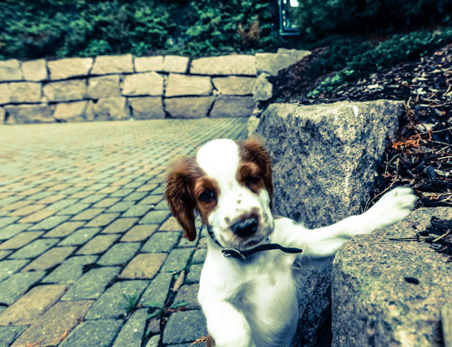 威爾士史賓格犬