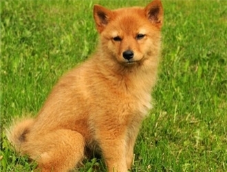 芬蘭獵犬
