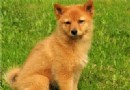芬蘭獵犬