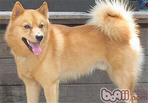 芬蘭獵犬