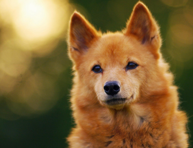 芬蘭獵犬