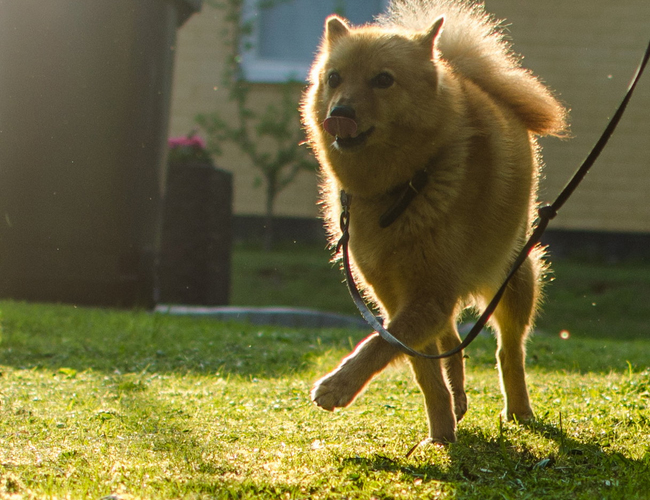 芬蘭獵犬