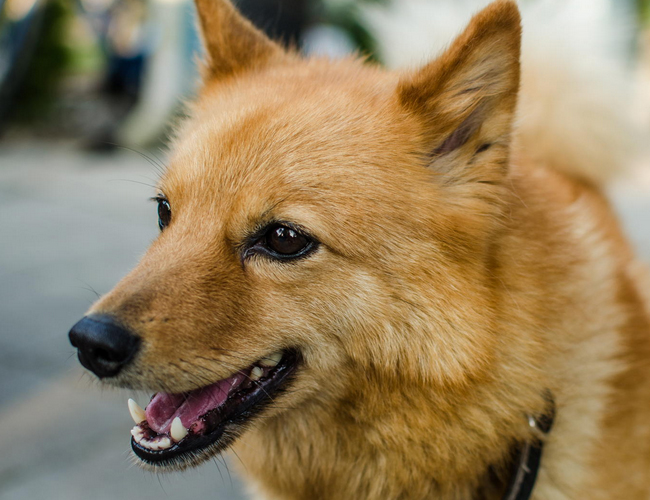 芬蘭獵犬