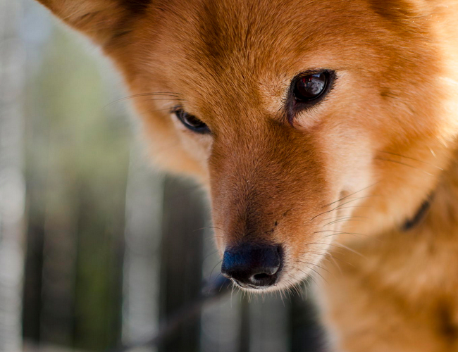 芬蘭獵犬
