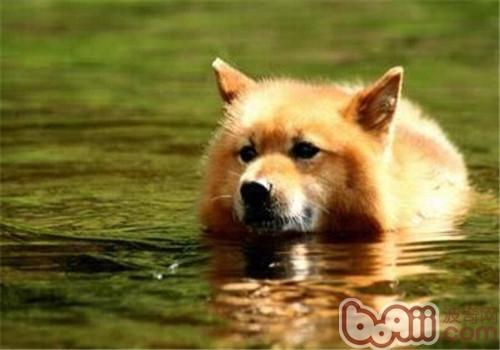 芬蘭獵犬