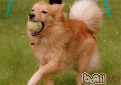 芬蘭獵犬