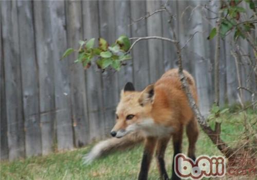 芬蘭獵犬