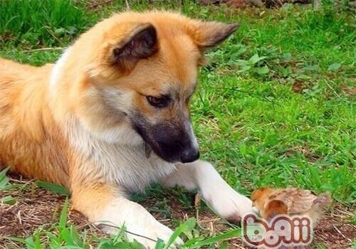 冰島牧羊犬