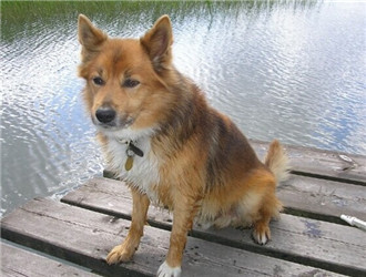 冰島牧羊犬