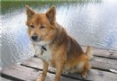 冰島牧羊犬
