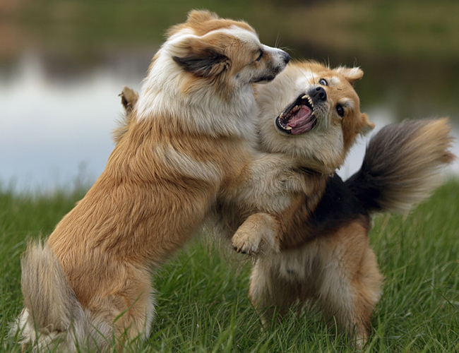 冰島牧羊犬