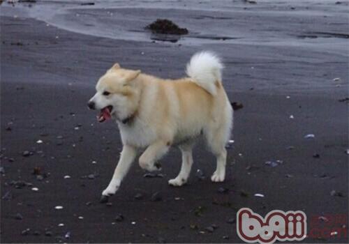 冰島牧羊犬