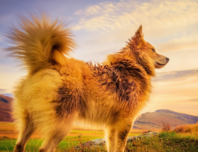 冰島牧羊犬