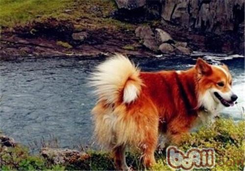 冰島牧羊犬