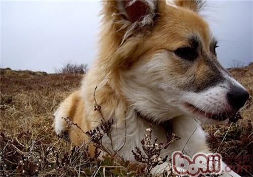 冰島牧羊犬