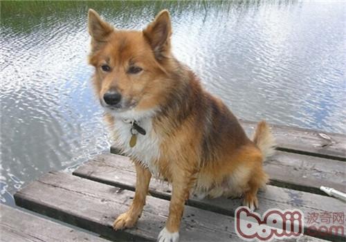 冰島牧羊犬