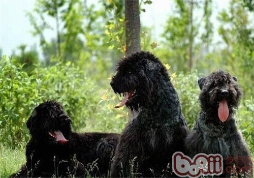 法蘭德斯畜牧犬