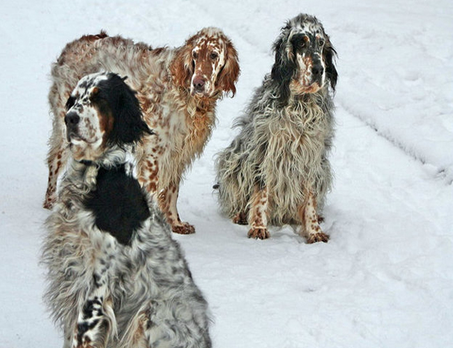 英國雪達犬