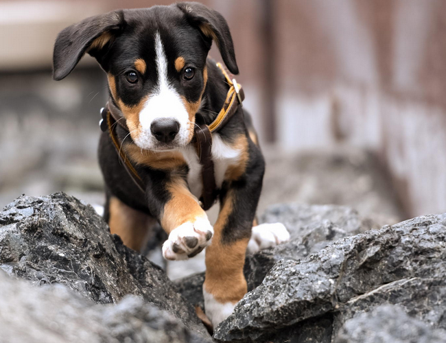 恩特雷布赫山地犬