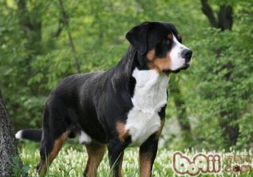 恩特雷布赫山地犬