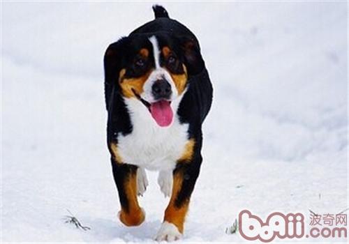 恩特雷布赫山地犬