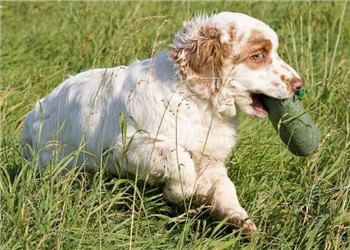 克倫伯獵鹬犬