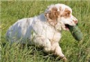克倫伯獵鹬犬
