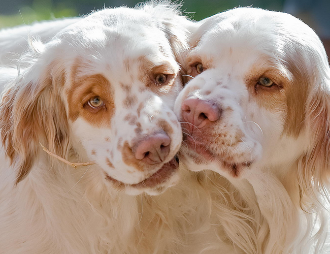 克倫伯獵鹬犬