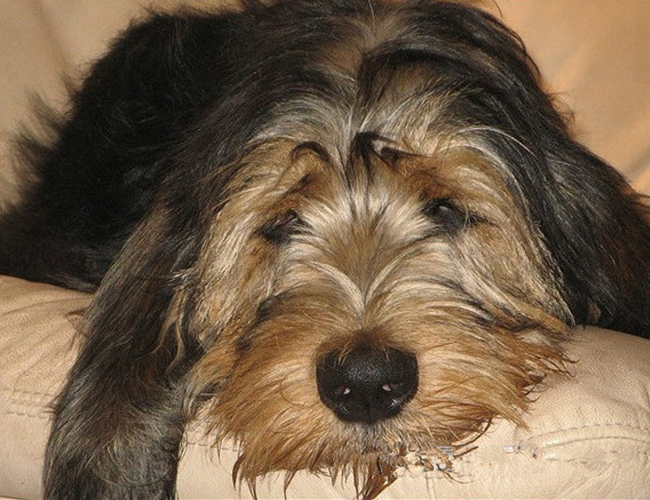 奧達獵犬