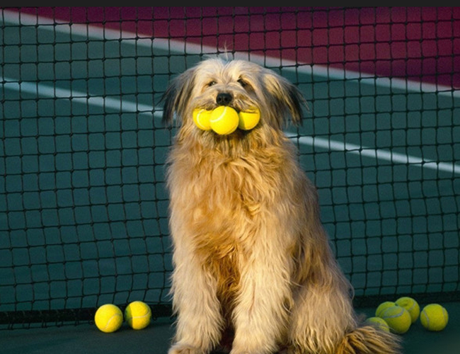 奧達獵犬