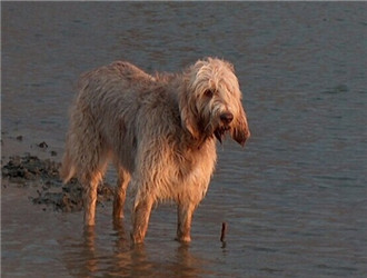 奧達獵犬