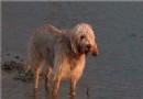 奧達獵犬