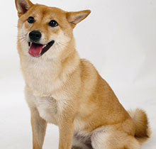中華田園犬