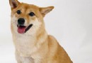中華田園犬