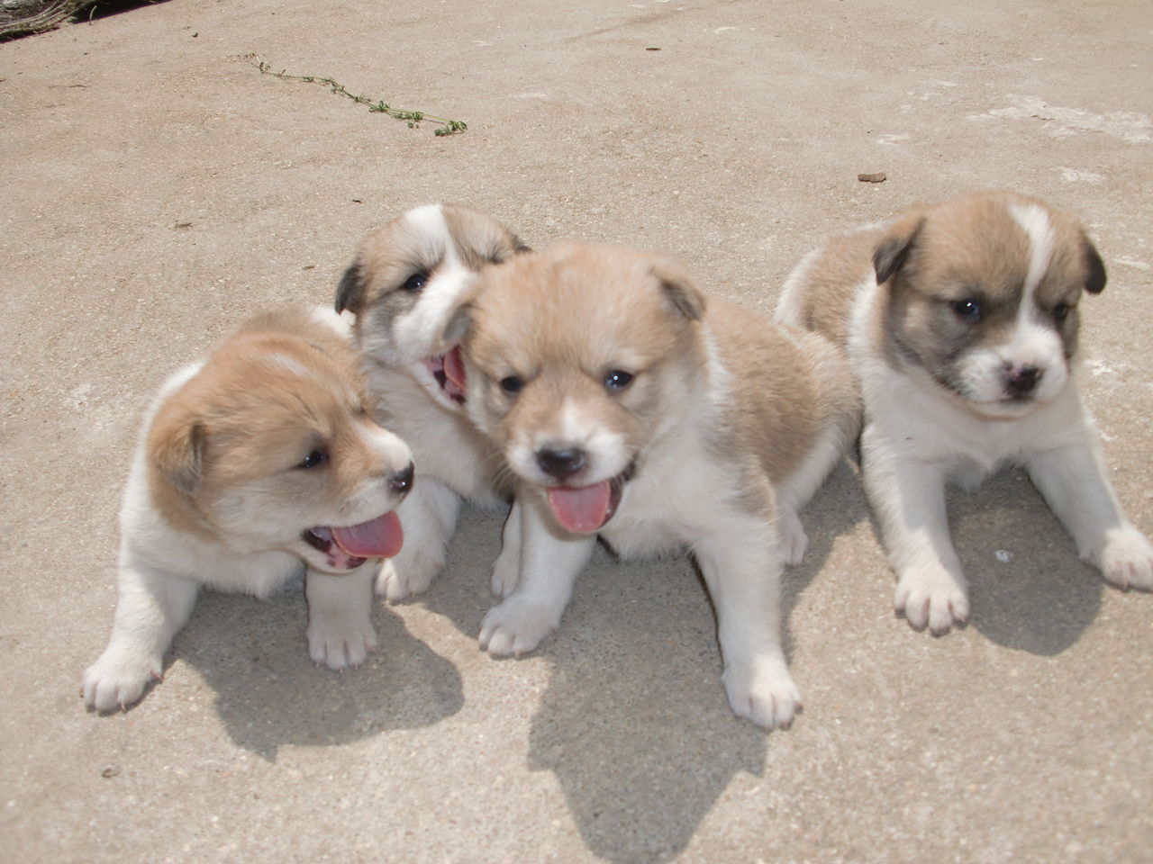 中華田園犬