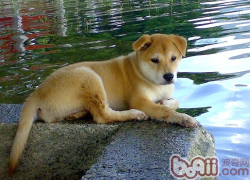 中華田園犬