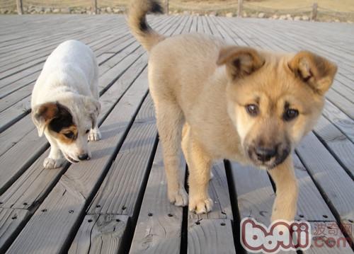 中華田園犬