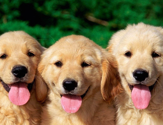 金毛犬