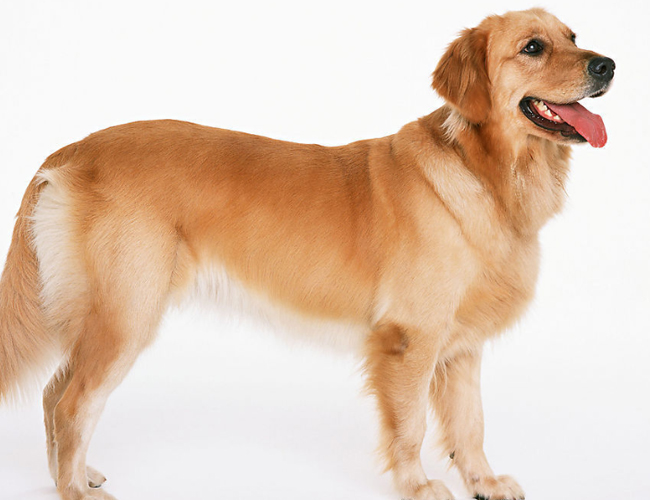 金毛犬