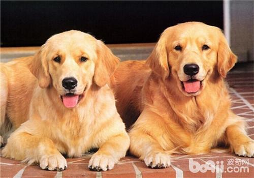 金毛犬