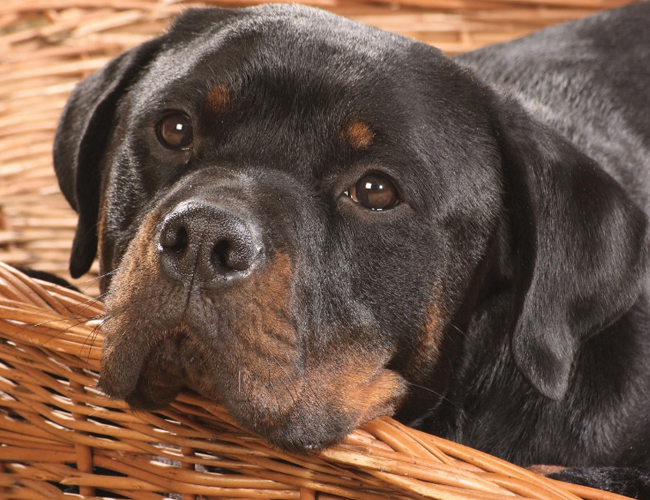 羅威納犬