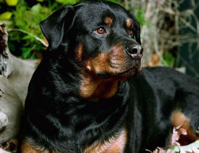 羅威納犬