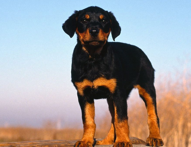 羅威納犬